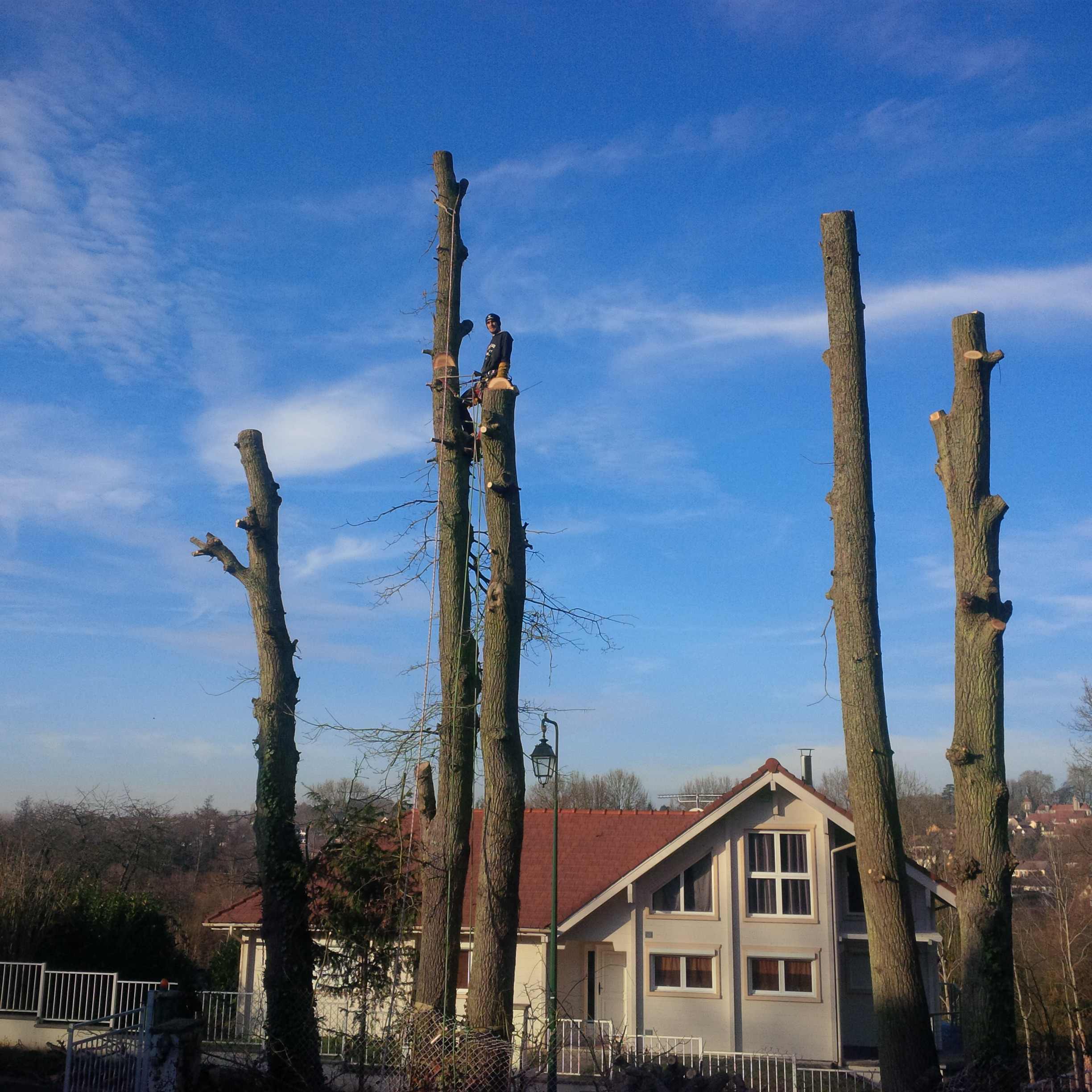 elagage abattage Boissy le Châtel 77169